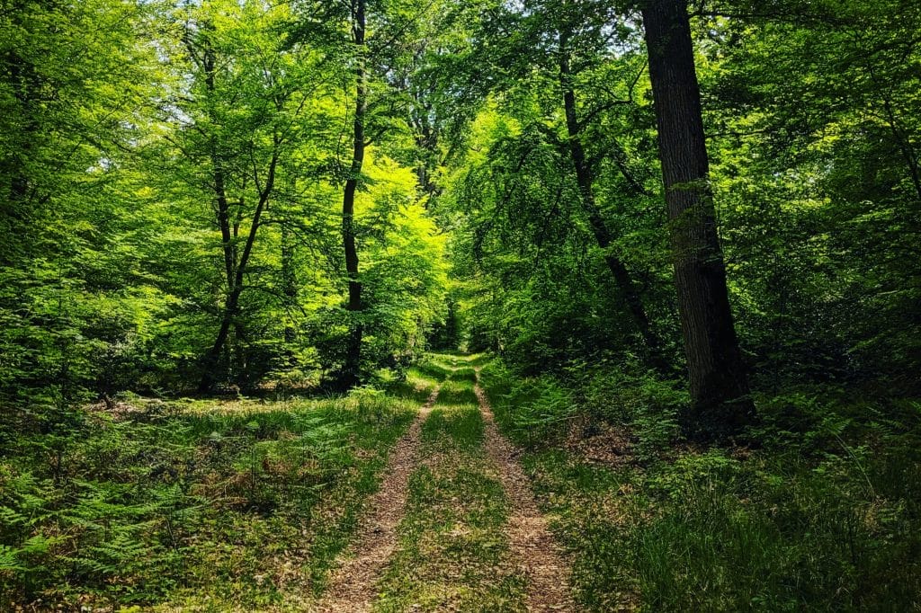 Sentier de randonnée dans la forêt de Fontainebleau, en Île-de-France