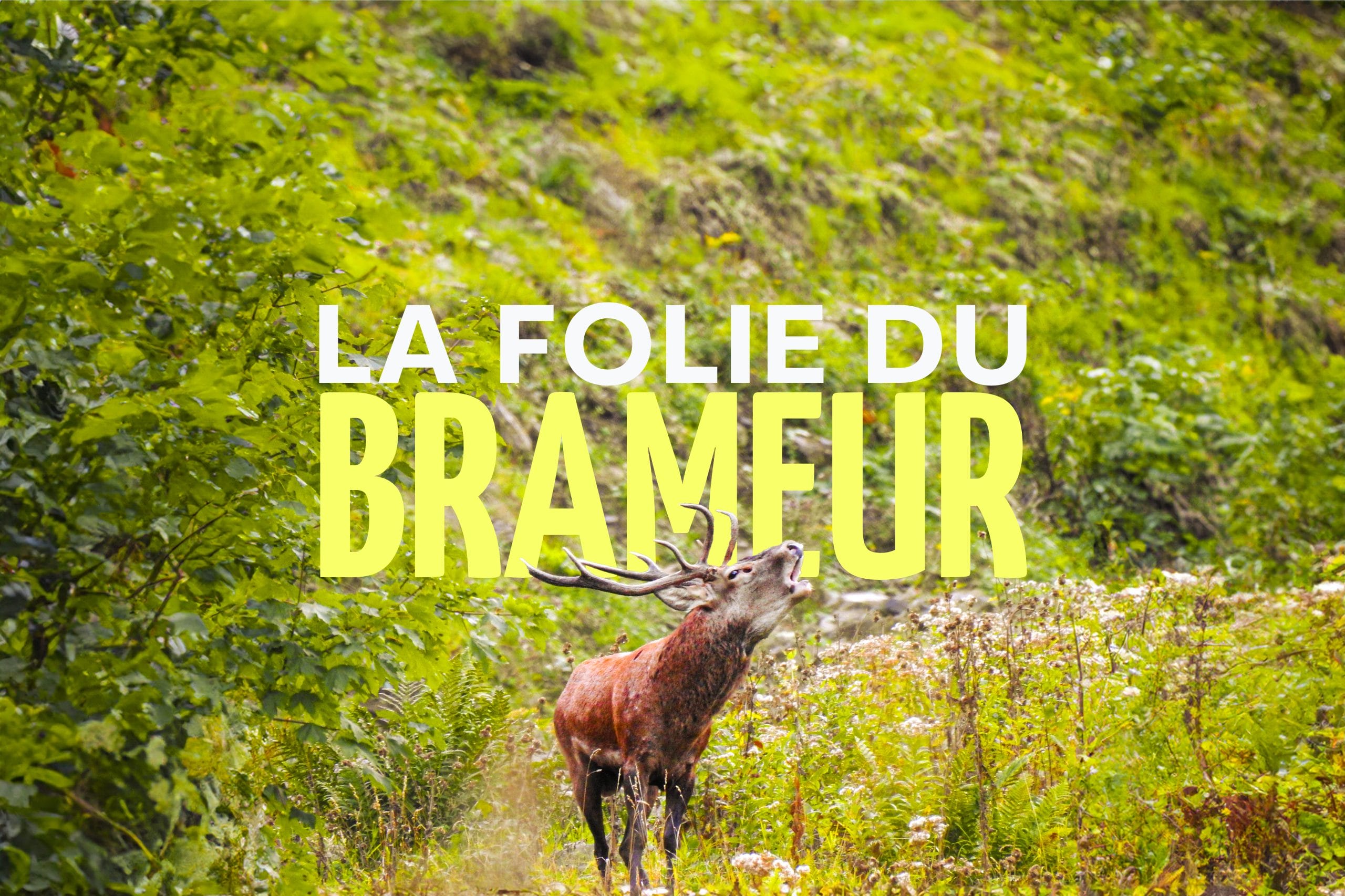 La folie du brameur  : Week-end brame du cerf, bivouac et randonnée en Savoie
