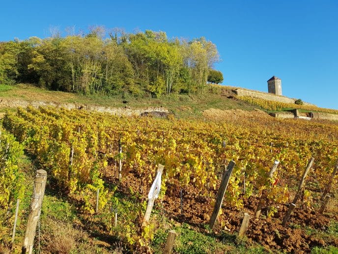 Tour de Curon dans les vignes d'arbois