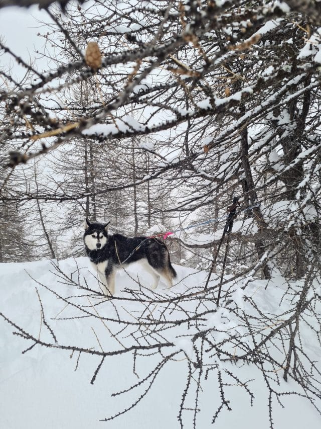 Cani-rando itinérante en raquettes dans les Écrins – Image 12