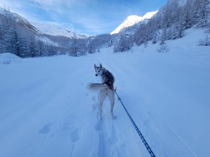 Cani-rando itinérante en raquettes dans les Écrins – Image 10