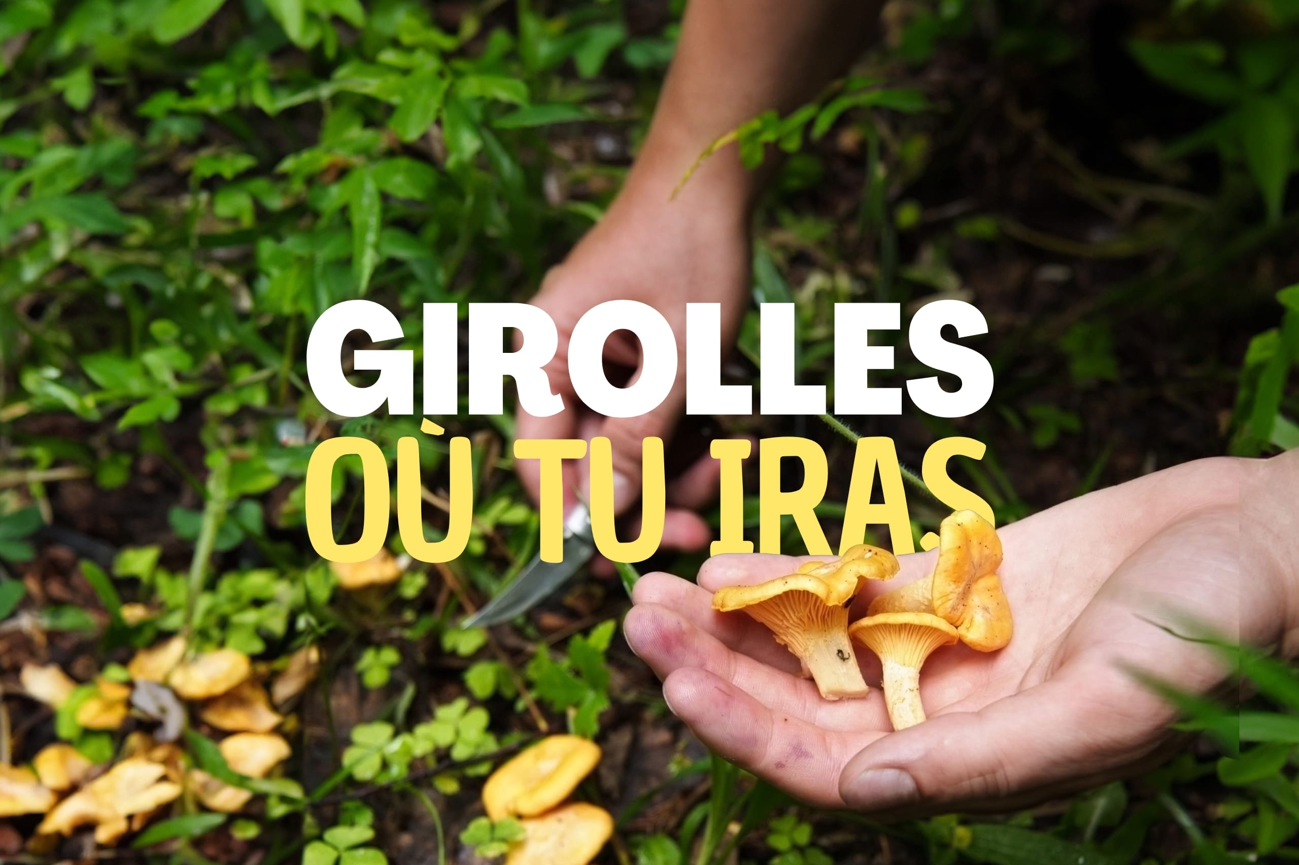 Girolles où tu iras : Stage cueillette de champignons en forêt de Fontainebleau