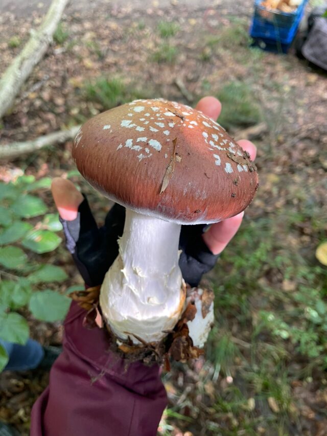 stage cueillette de champignons en forêt de fontainebleau