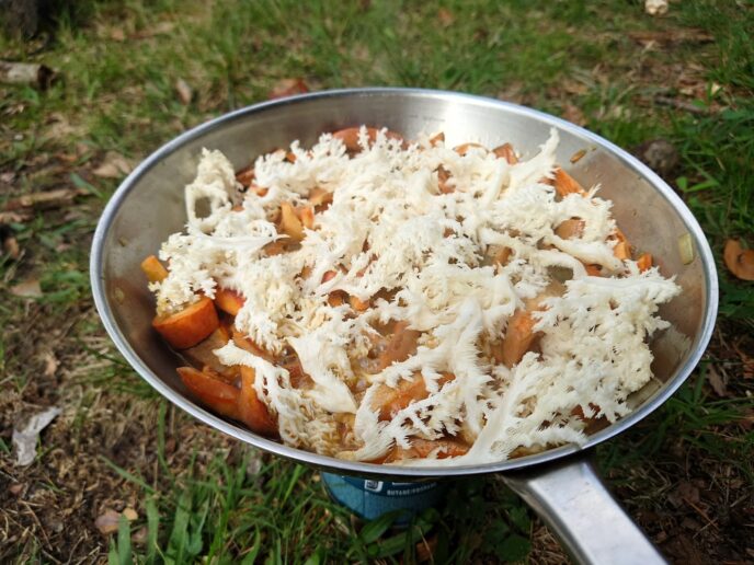 stage cueillette de champignons en forêt de fontainebleau