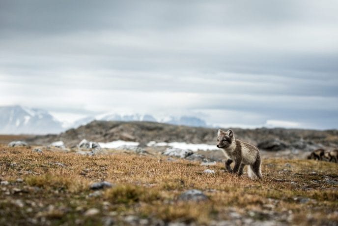 Expédition en Suède dans le Sarek : trek et packraft – Image 10