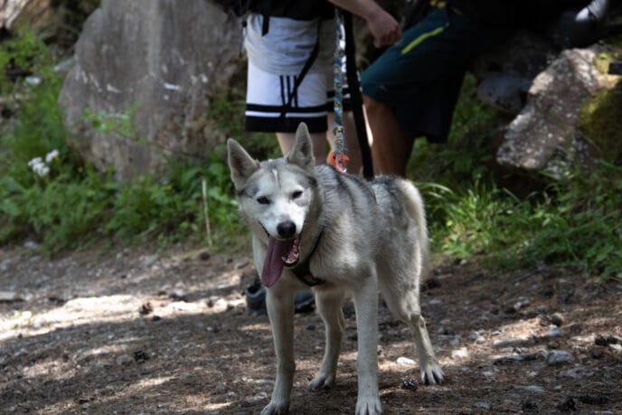 cani rando itinérante en refuge et bivouac dans les Écrins