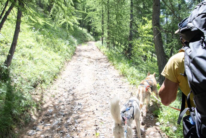 cani rando itinérante en refuge et bivouac dans les Écrins