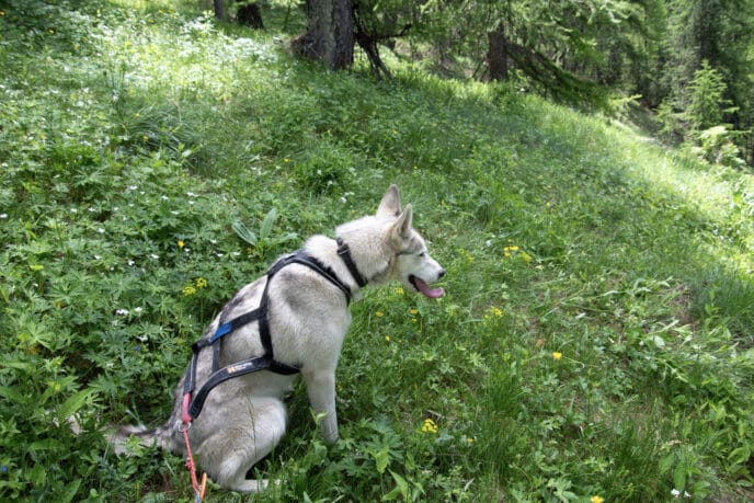 cani rando itinérante en refuge et bivouac dans les Écrins