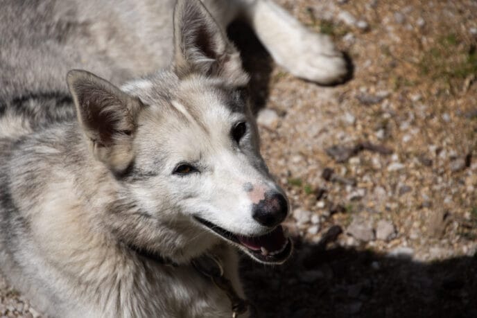 cani rando itinérante en refuge et bivouac dans les Écrins