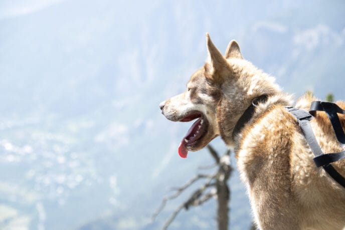 cani rando itinérante en refuge et bivouac dans les Écrins