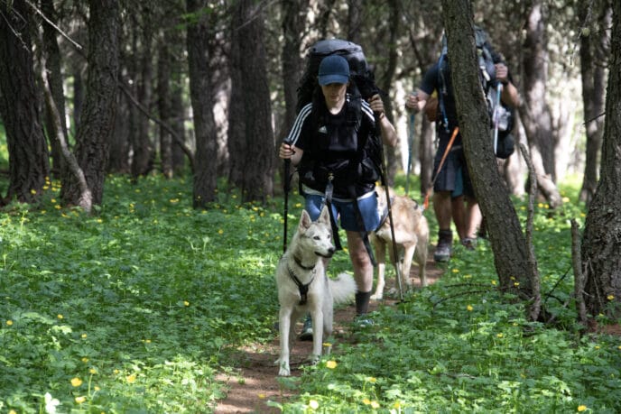 cani rando itinérante en refuge et bivouac dans les Écrins