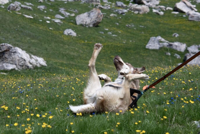 cani rando itinérante en refuge et bivouac dans les Écrins