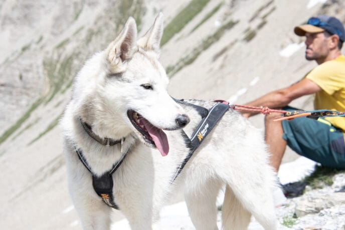 cani rando itinérante en refuge et bivouac dans les Écrins