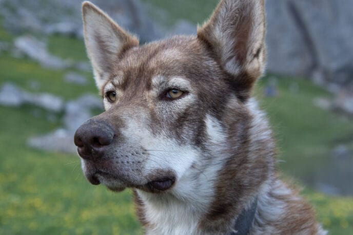 cani rando itinérante en refuge et bivouac dans les Écrins