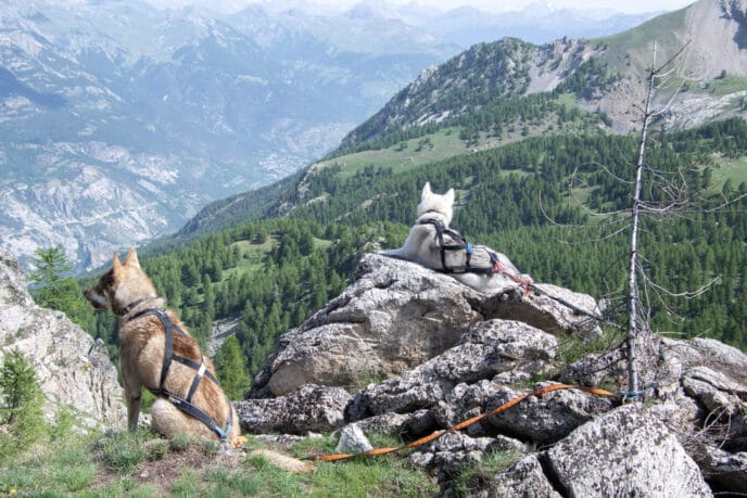 cani rando itinérante en refuge et bivouac dans les Écrins