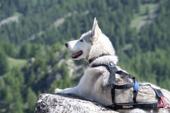 cani rando itinérante en refuge et bivouac dans les Écrins