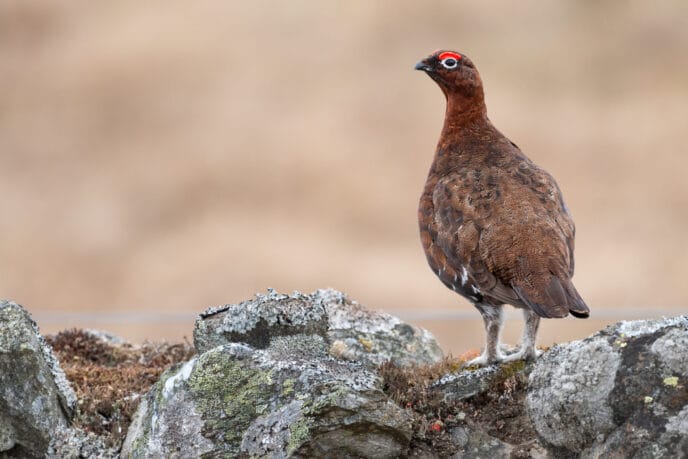 initiation au trek longue durée en Écosse : la traversée intégrale des highlands