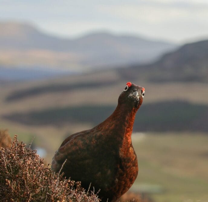 initiation au trek longue durée en Écosse : la traversée intégrale des highlands