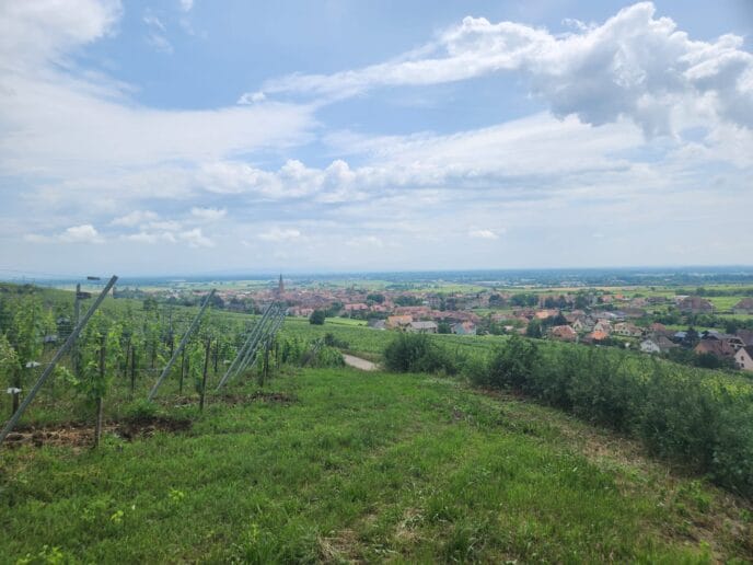 week end randonnée et dégustation dans le vignoble d'alsace