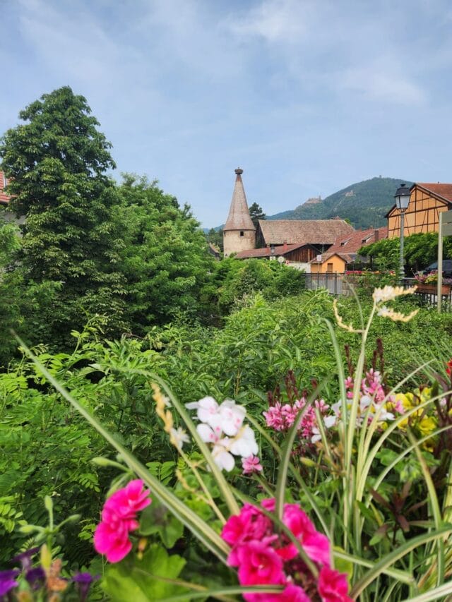 week end randonnée et dégustation dans le vignoble d'alsace