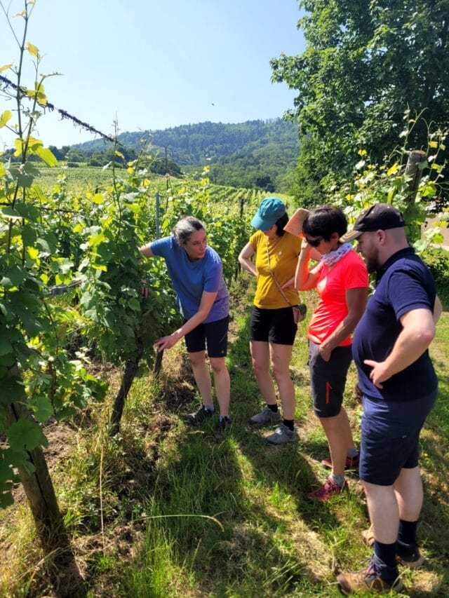 week end randonnée et dégustation dans le vignoble d'alsace
