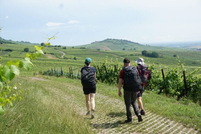 week end randonnée et dégustation dans le vignoble d'alsace
