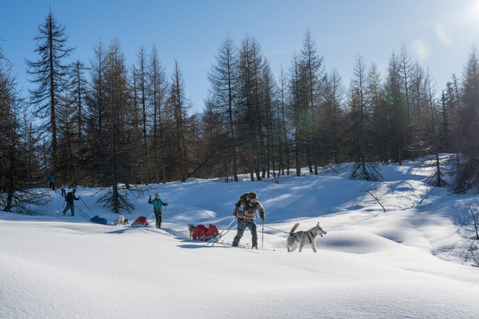 nouvel an queyras : chien de traineau, cani rando et vie de musher