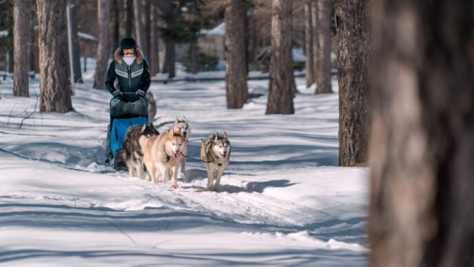 nouvel an queyras : chien de traineau, cani rando et vie de musher