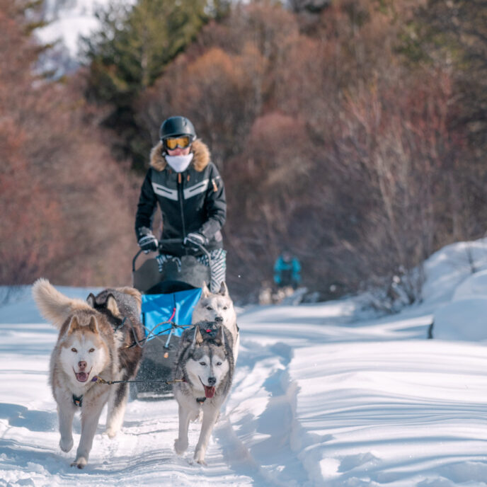 nouvel an queyras : chien de traineau, cani rando et vie de musher