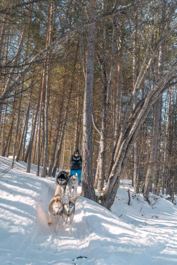 nouvel an queyras : chien de traineau, cani rando et vie de musher