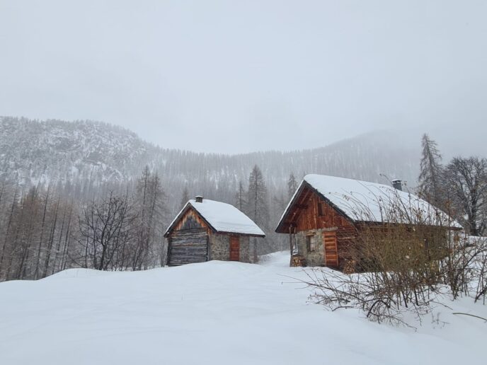 nouvel an queyras : chien de traineau, cani rando et vie de musher