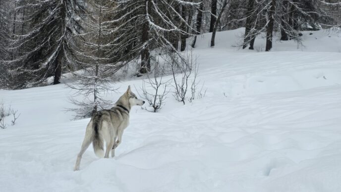 nouvel an queyras : chien de traineau, cani rando et vie de musher
