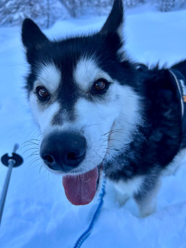 nouvel an queyras : chien de traineau, cani rando et vie de musher