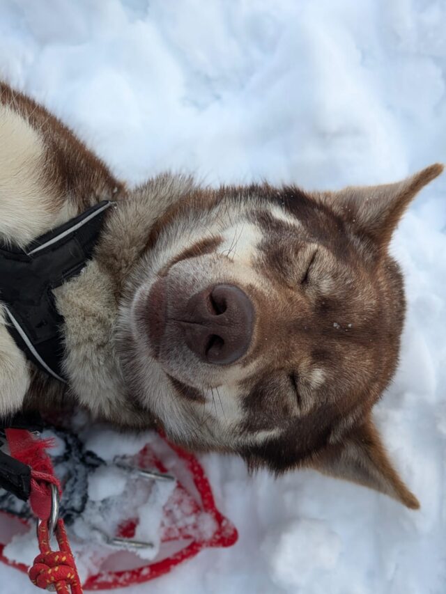 nouvel an queyras : chien de traineau, cani rando et vie de musher