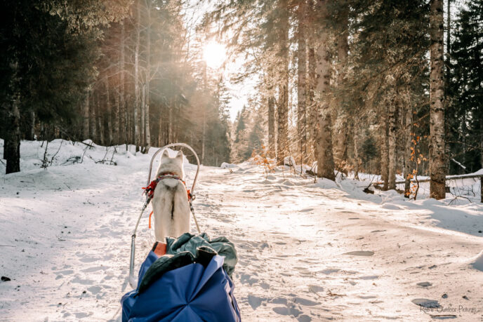 nouvel an queyras : chien de traineau, cani rando et vie de musher