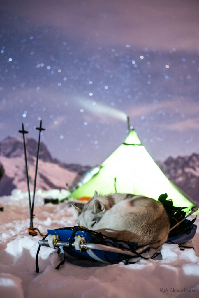 nouvel an queyras : chien de traineau, cani rando et vie de musher