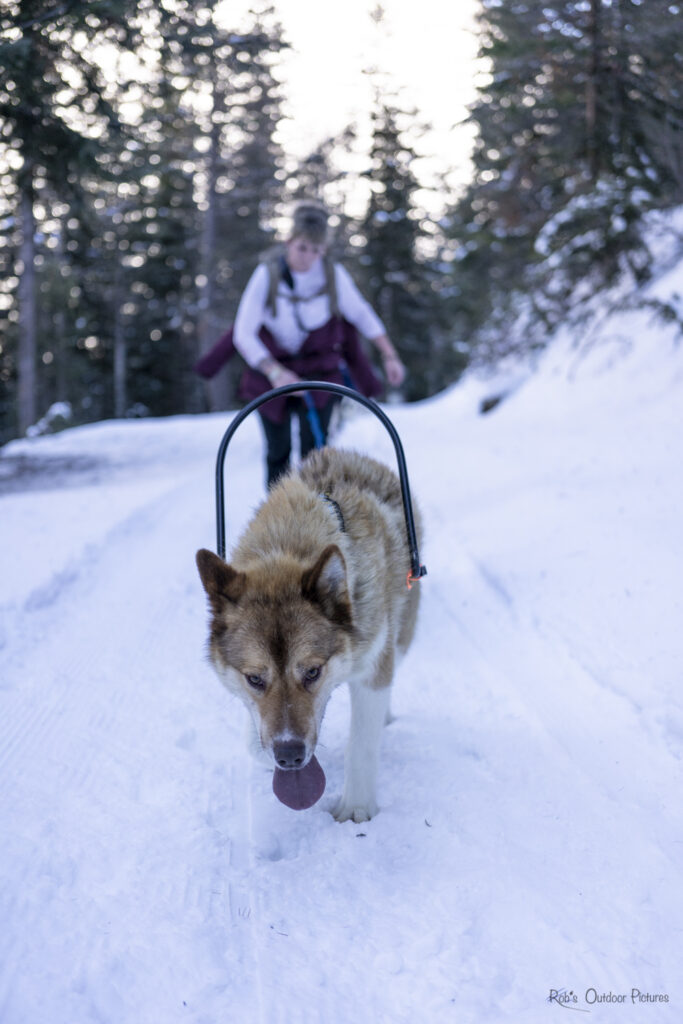 nouvel an queyras : chien de traineau, cani rando et vie de musher