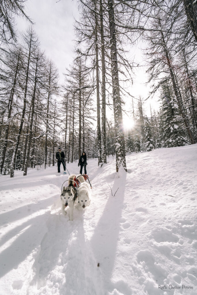 nouvel an queyras : chien de traineau, cani rando et vie de musher