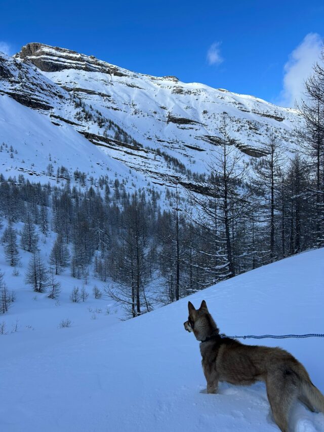nouvel an queyras : chien de traineau, cani rando et vie de musher