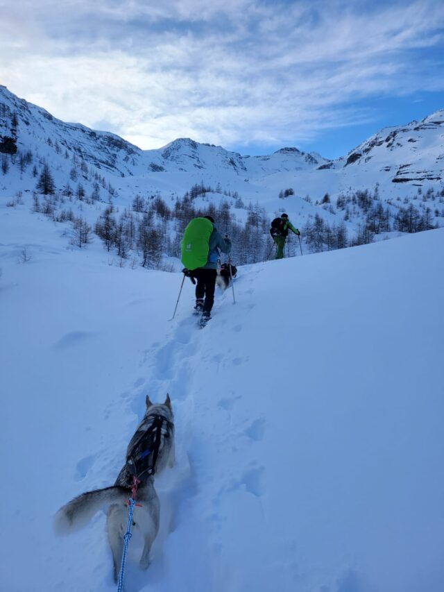 nouvel an queyras : chien de traineau, cani rando et vie de musher